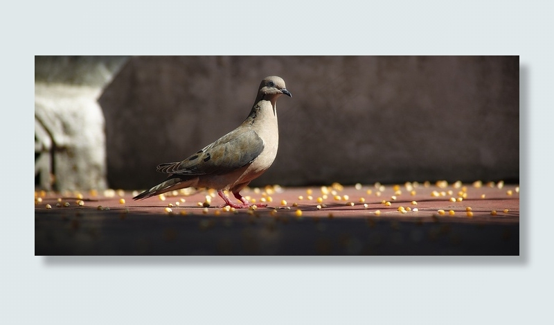 帕洛玛，Ave，动物，肖像，鸟类，翅膀，自然