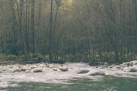 河流，水，岩石，树木，森林，树林，自然