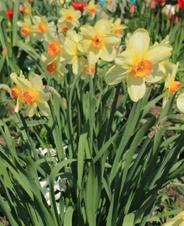 花，黄色，水仙花，春天，盛开，盛开