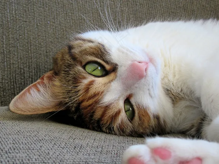 猫,布偶猫,短耳猫,挪威森林猫,狮子猫,猫躺在沙发上的肖像