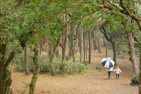 森林，家庭，骑行，雨，和平，秋天