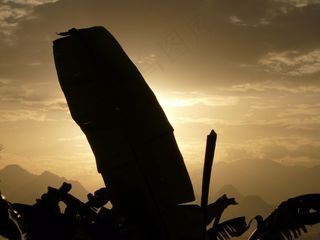 香蕉叶，香蕉灌木，背光，日落