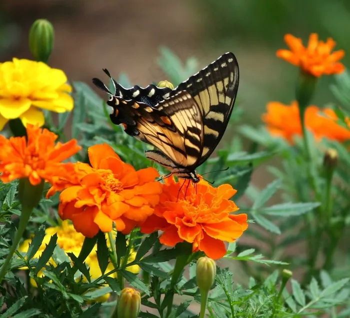 旧世界燕尾，蝴蝶，凤蝶Machaon