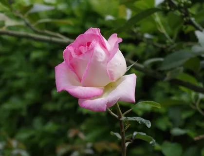 玫瑰,粉红色,花,自然,浪漫,浪漫,花香 玫瑰,粉红色,花,自然,浪漫,浪漫,花香