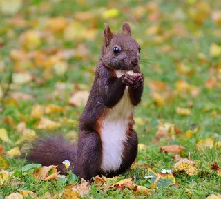 松鼠，纳格，可爱，自然，啮齿动物，爬，花园