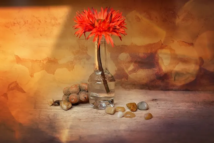 花，塑胶花，Deko Blume，橙色，石头