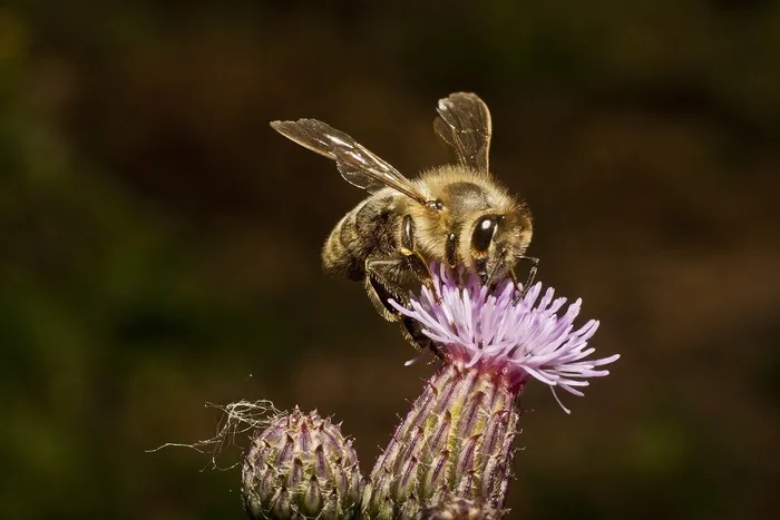 蜜蜂，蜂蜜，蜜蜂，花，花蜜，收集，昆虫