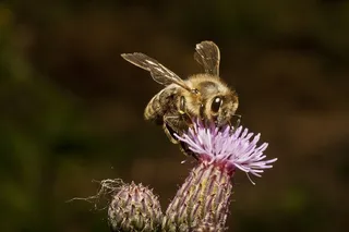 蜜蜂，蜂蜜，蜜蜂，花，花蜜，收集，昆虫