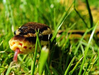 蛇，球形蟒蛇，花园，伪装，觅食