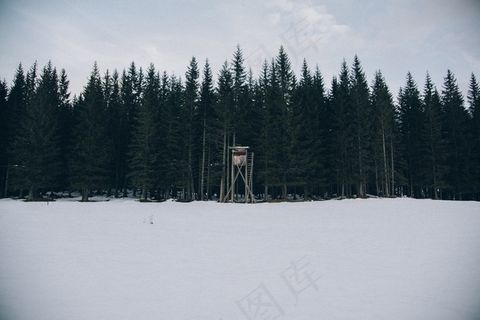 森林，狩猎，立场，户外，冬天，雪，冷
