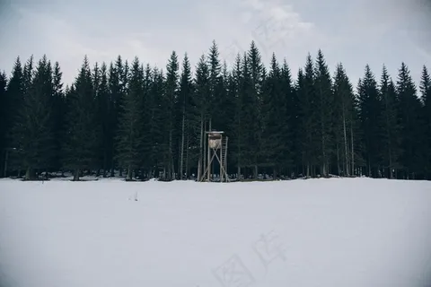 森林，狩猎，立场，户外，冬天，雪，冷