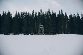 森林，狩猎，立场，户外，冬天，雪，冷