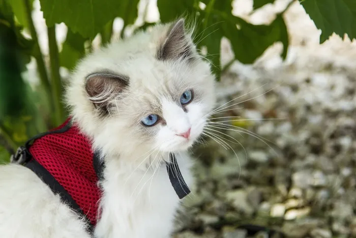 小猫，猫，猫，动物，宠物