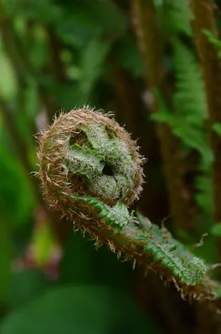 蕨类，叶蕨，绿色，植物
