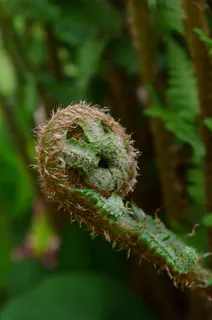蕨类,叶蕨,绿色,植物 蕨类,叶蕨,绿色,植物