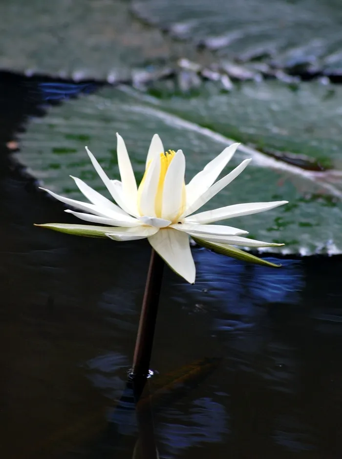 睡莲，鲜花，白，百合，水，池塘