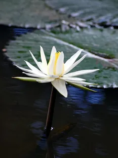 睡莲,鲜花,白,百合,水,池塘 睡莲,鲜花,白,百合,水,池塘