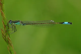 蜻蜓，昆虫，动物，蓝色的蜻蜓，关闭，宏