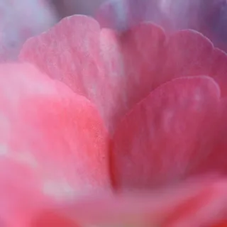 玫瑰,花瓣,粉红色,玫瑰花瓣,花,宏 玫瑰,花瓣,粉红色,玫瑰花瓣,花,宏