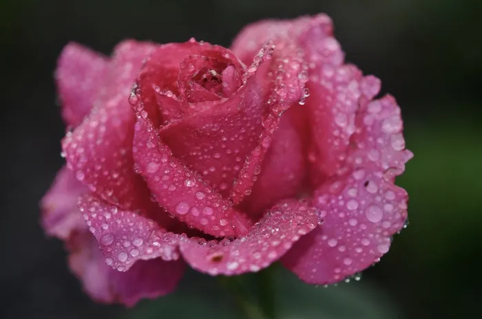 玫瑰，粉红色，花，自然，花的，花园，夏天