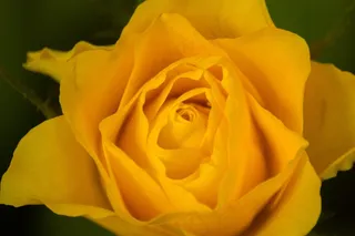 玫瑰，黄玫瑰，花，花的，自然，开花