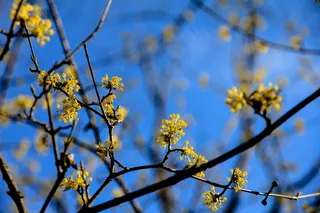 树，黄色的花，公园，性质，春天，植物