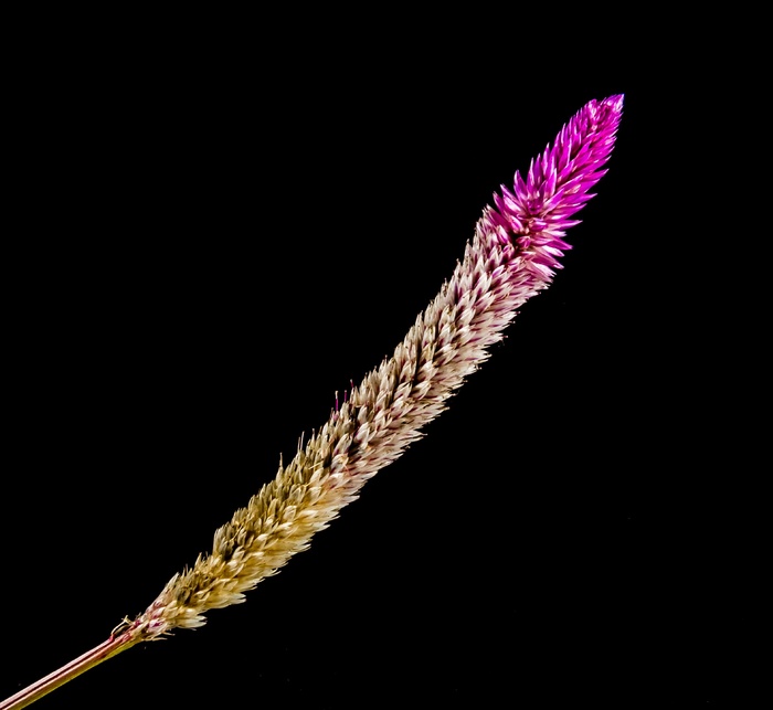 开花，花，野花，关闭