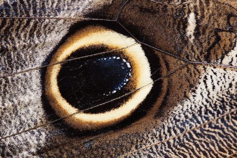 Caligo Eurilochus，眼睛，蝴蝶，异国情调，热带