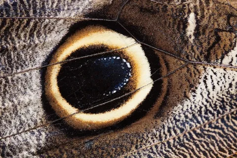 Caligo Eurilochus，眼睛，蝴蝶，异国情调，热带