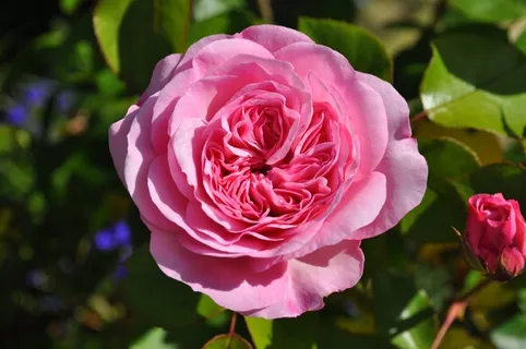 玫瑰,花,花园,粉红色,开花,玫瑰绽放 玫瑰,花,花园,粉红色,开花,玫瑰绽放