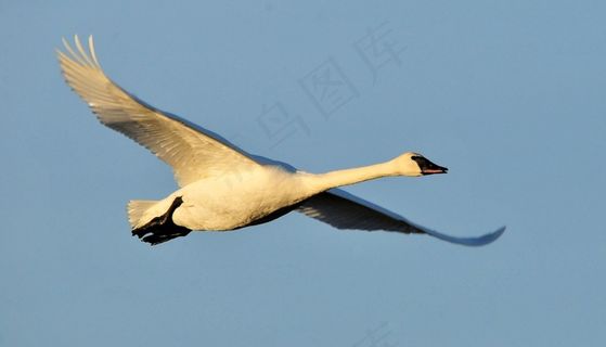 小号天鹅，飞行，鸟，水禽，野生动物