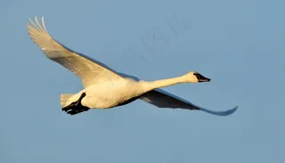 小号天鹅，飞行，鸟，水禽，野生动物
