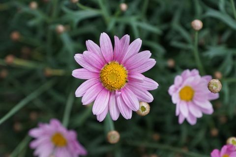 玛格丽特,花,紫色,性质,盛开,花园 玛格丽特,花,紫色,性质,盛开,花园