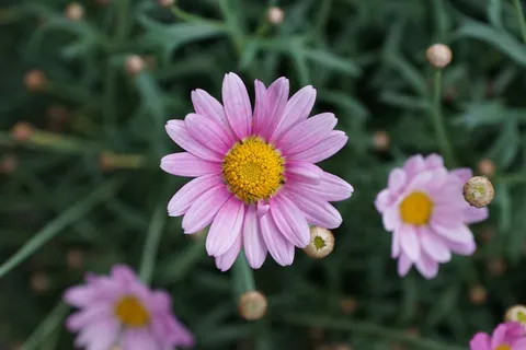 玛格丽特,花,紫色,性质,盛开,花园 玛格丽特,花,紫色,性质,盛开,花园