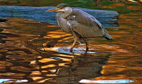 灰色，苍鹭，水，日志