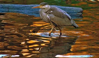 灰色，苍鹭，水，日志