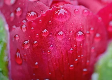 牡丹,雨,滴灌,雨滴,性质,宏,串珠 牡丹,雨,滴灌,雨滴,性质,宏,串珠