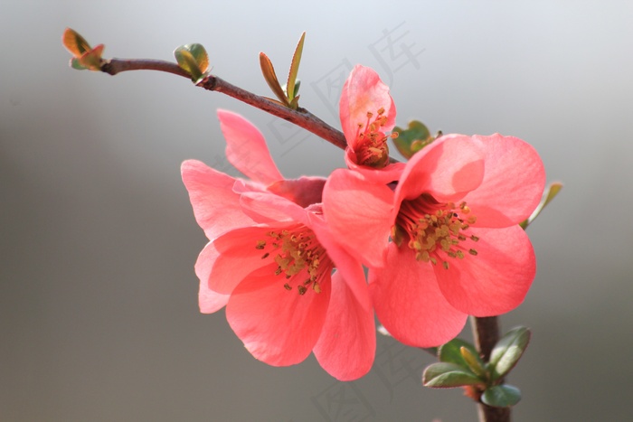 花，春天，三月绽放，着色，花瓣