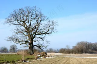 树，个体，树枝，审美