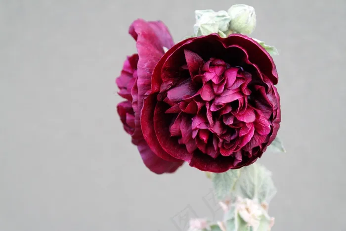 花，蜀葵，红色，盛开，锦葵