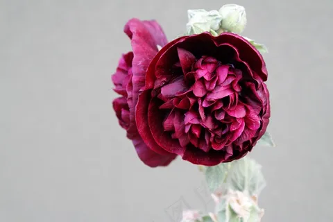 花，蜀葵，红色，盛开，锦葵