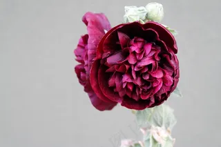 花，蜀葵，红色，盛开，锦葵