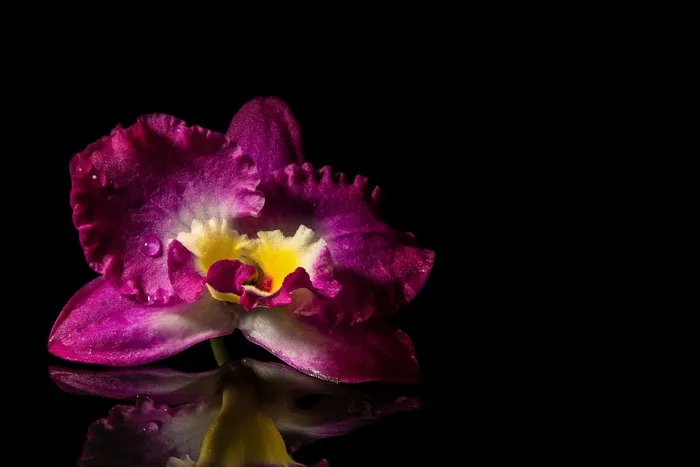 开花，兰花，镜像，关闭