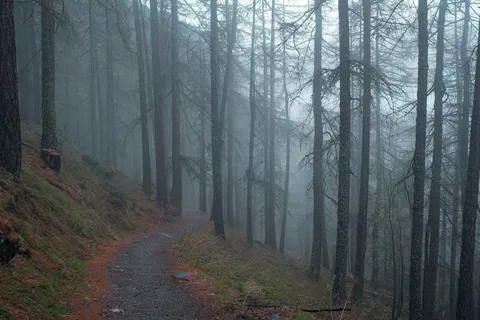 黑暗，路径，场路径，通路，树，有机