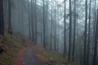 黑暗，路径，场路径，通路，树，有机