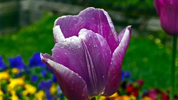 郁金香,雨滴,性质,春天 郁金香,雨滴,性质,春天