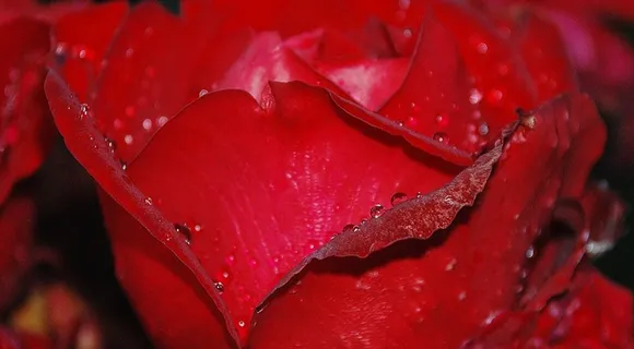 玫瑰,花,性质,宏,粉红色,玫瑰,免费的照片 玫瑰,花,性质,宏,粉红色,玫瑰,免费的照片