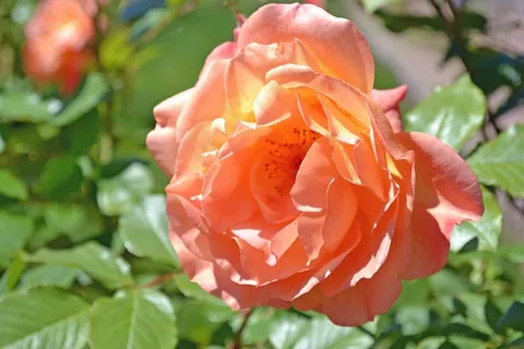 玫瑰,粉红色,花,植物,开花,关闭,宏 玫瑰,粉红色,花,植物,开花,关闭,宏