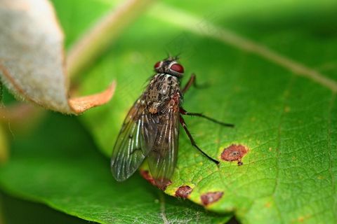 飞，叶子，宏，绿色，昆虫，自然，关闭，动物