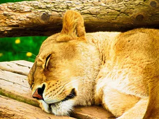 母狮在木板桥上睡觉